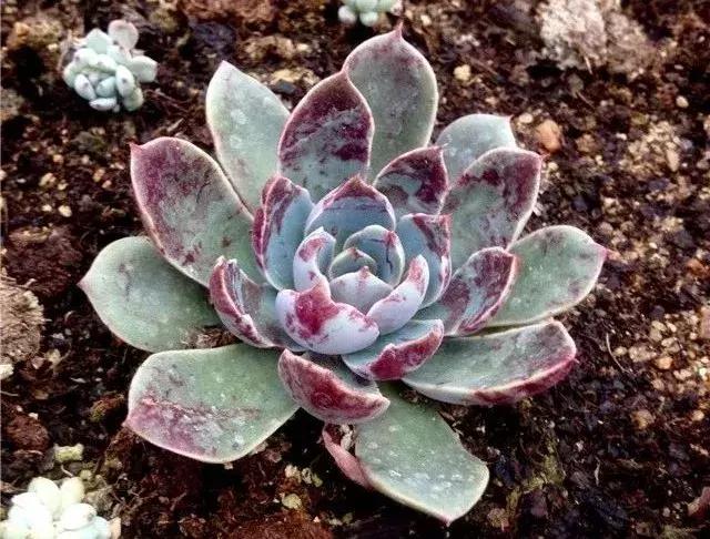 圣路易斯多肉,多肉植物科普课件图片