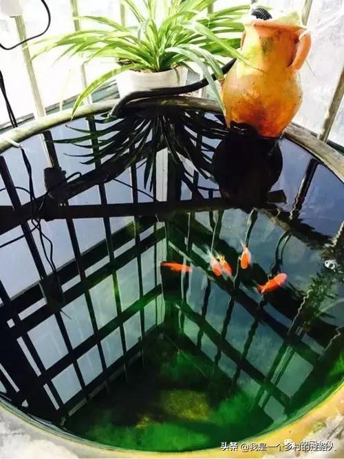 老北京古法养鱼盆,古法养鱼盆推荐