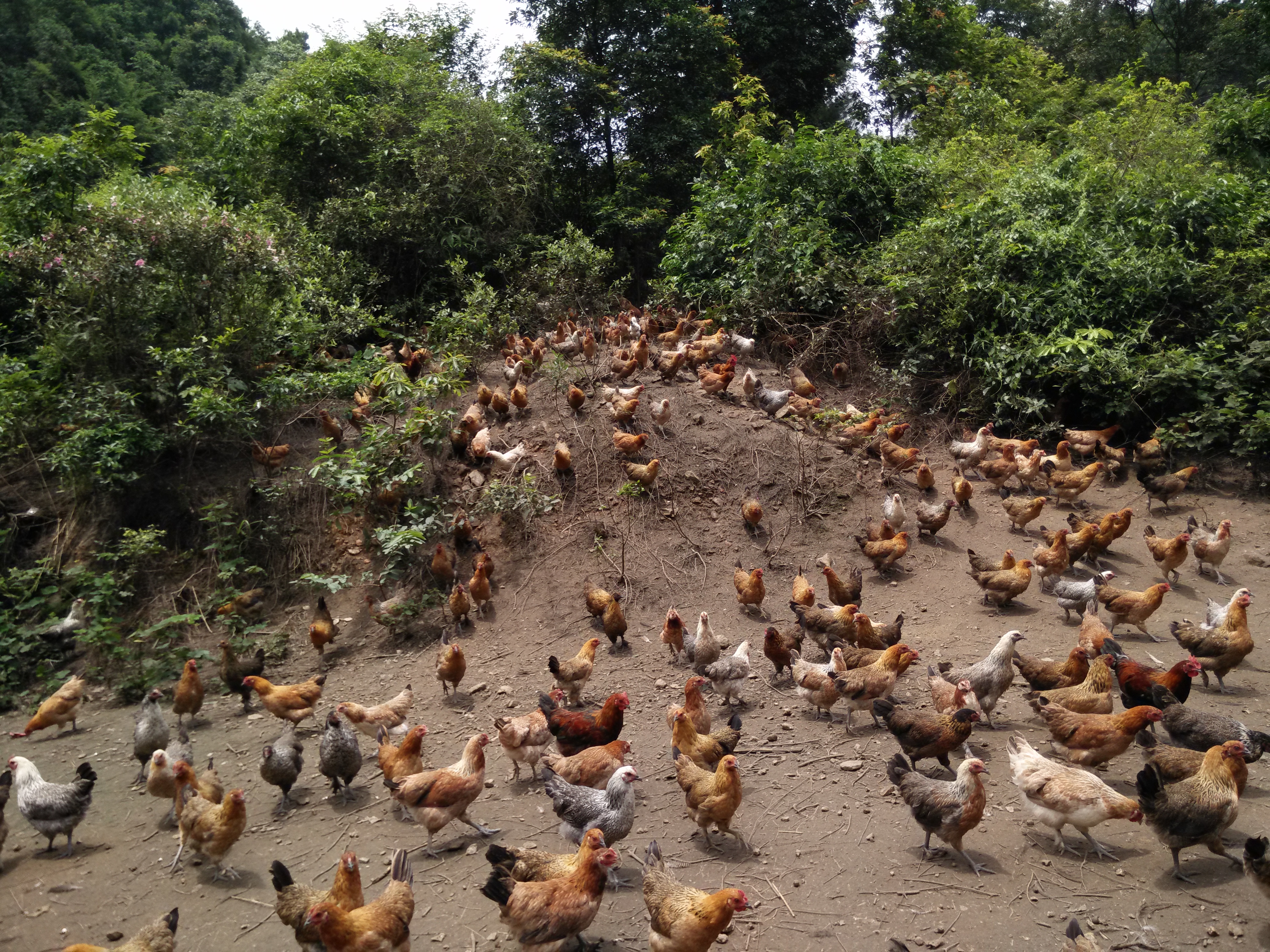 融水特色生态农业产业园,广西融水县特色产品