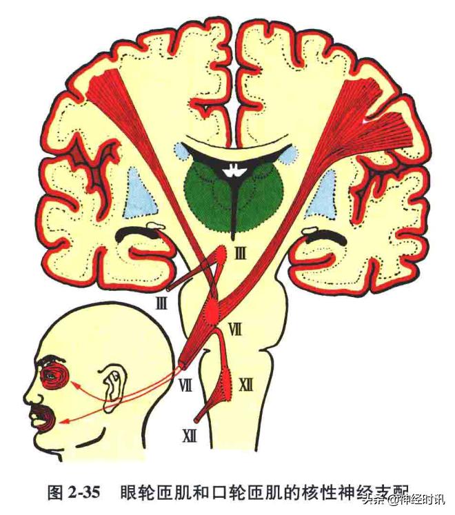 脑干解剖,脑干神经解剖