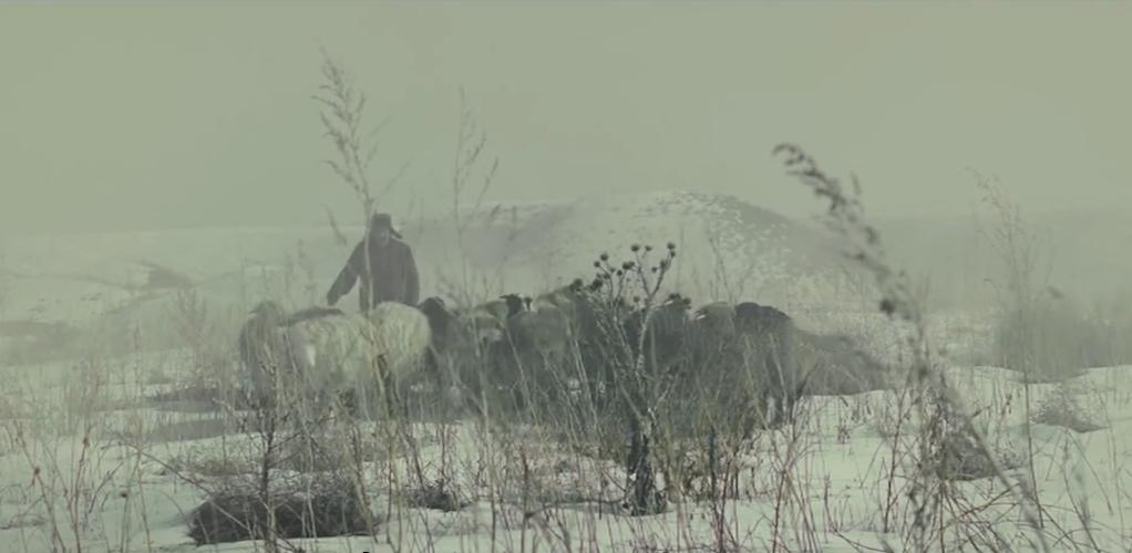 75岁老头被狼群追杀徒手大战狼群,放羊老汉遭遇狼群