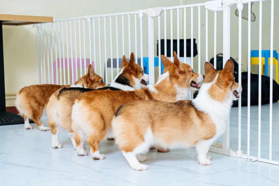 吸屁屁,短腿大耳肉嘟嘟,这家店进去就出不来了…