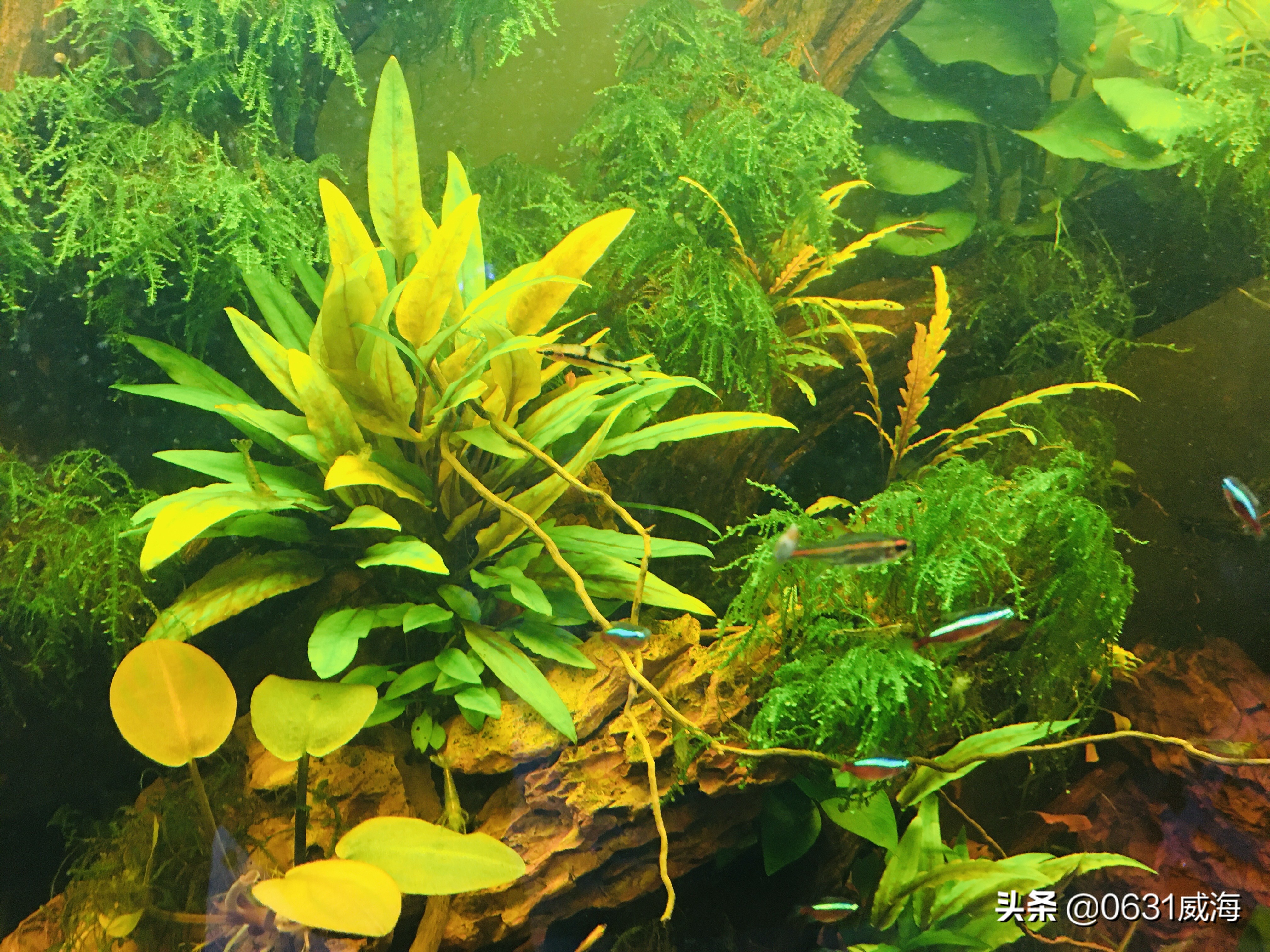 底砂养鱼好吗,底砂种植水草好处