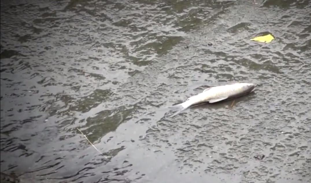 淡水乌头鱼为什么没人吃,野生乌头鱼为什么难吃