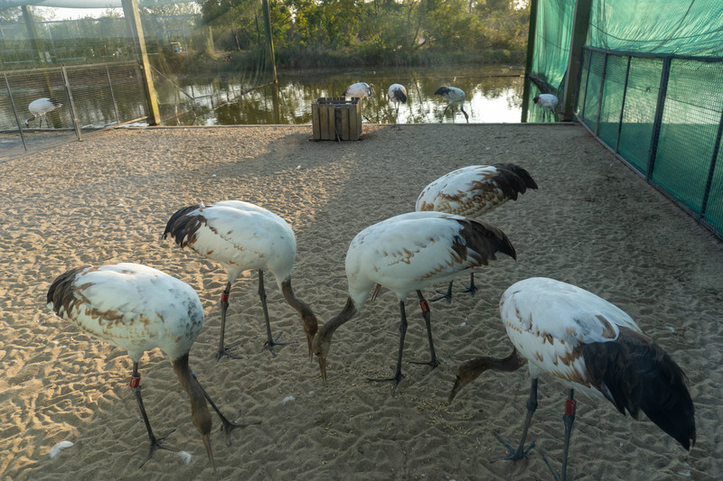 森林麋鹿公园,森林麋鹿