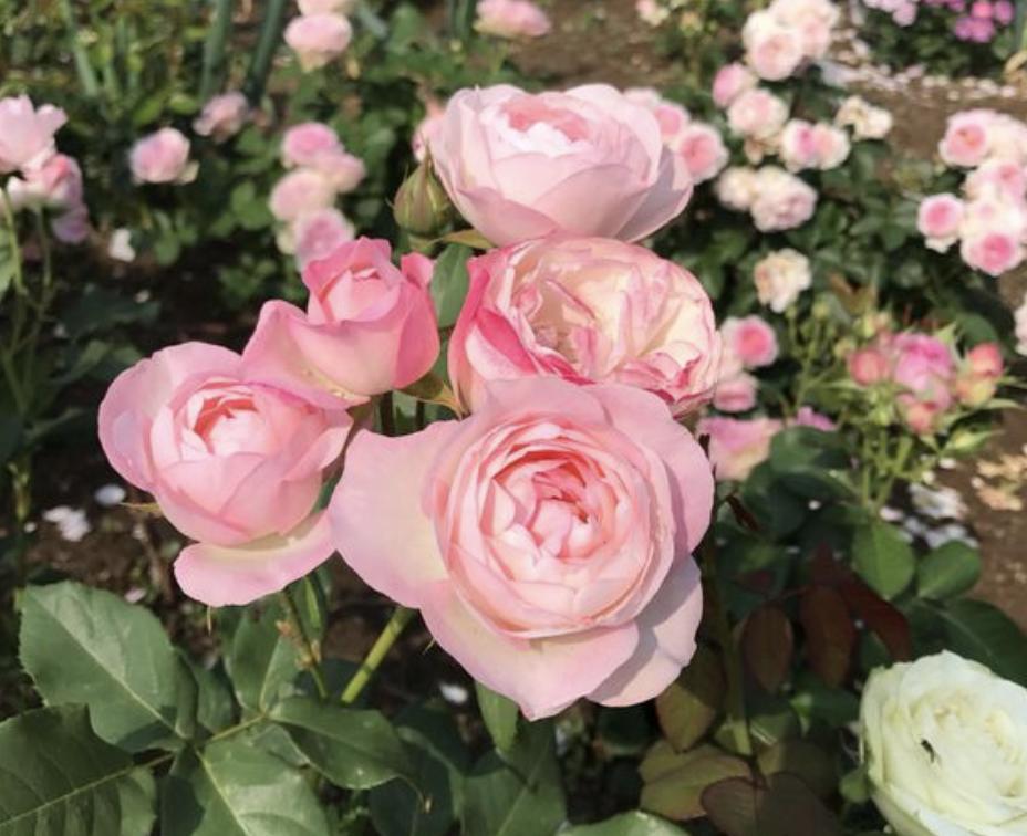 养花小妙招让它快速生根杀虫,养花万能肥料和营养液