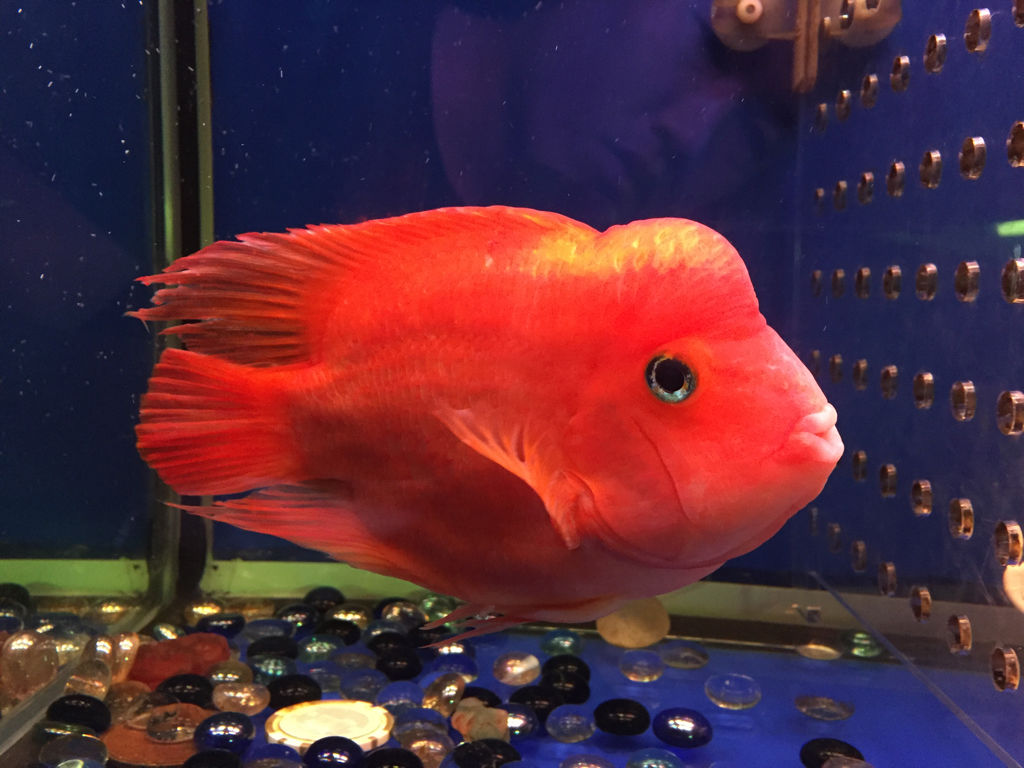 十大最好看的观赏鱼图片大全,十种最漂亮的观赏鱼图片