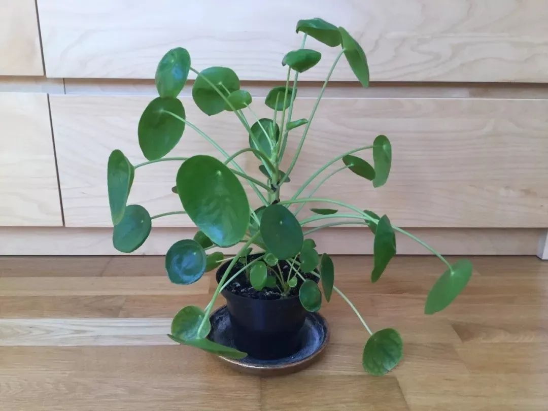 网红小众盆栽花卉,十种室内最好养的植物盆栽开花