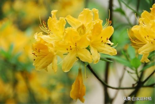 有种植物叫杜鹃,植物杜鹃