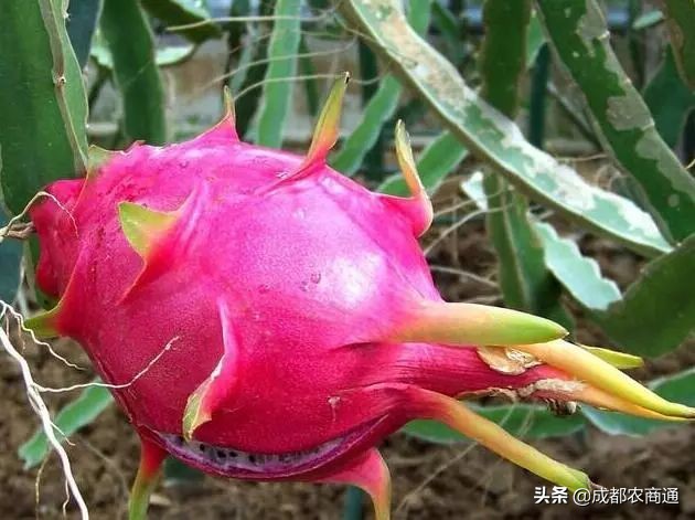 火龙果种植技术浇几次水,火龙果的种植技术果皮发黑