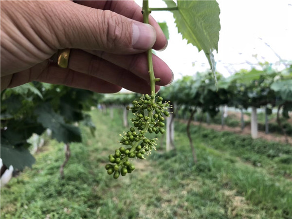 葡萄园哪种喷雾比较好,葡萄园喷雾方法