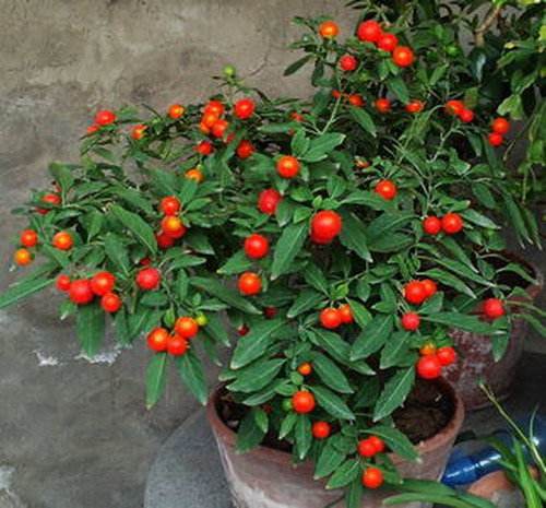 18种好养、好看、寓意超好的新家盆栽，总有一款你喜欢