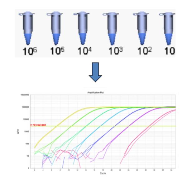 qpcr梯度稀释法的具体步骤,qpcr实验内参怎么获取