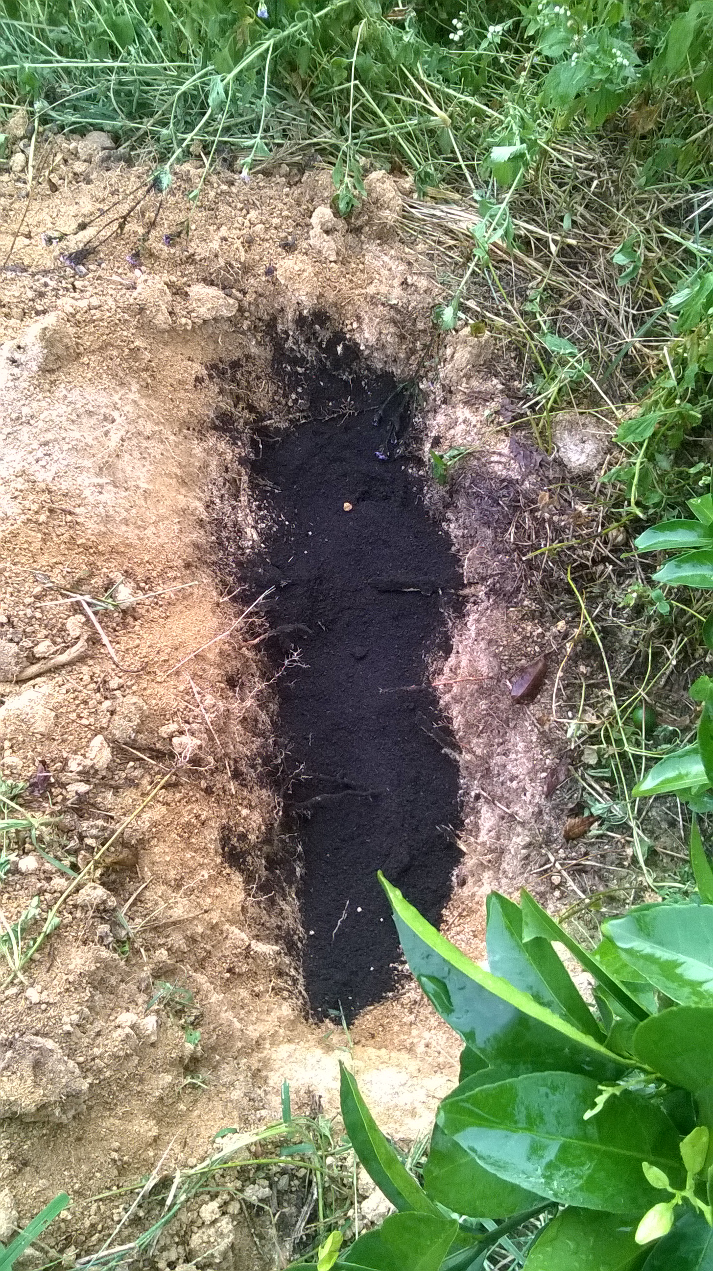 沙糖桔黄化具体有哪些