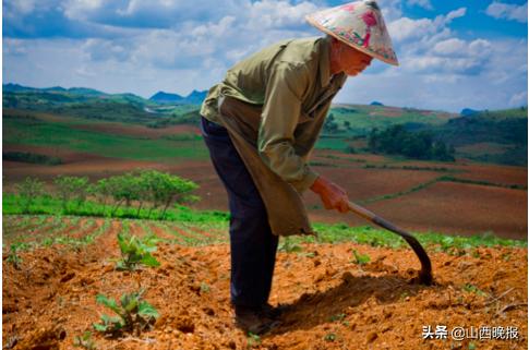 香甜的雪莲果,好吃的雪莲果哪里找