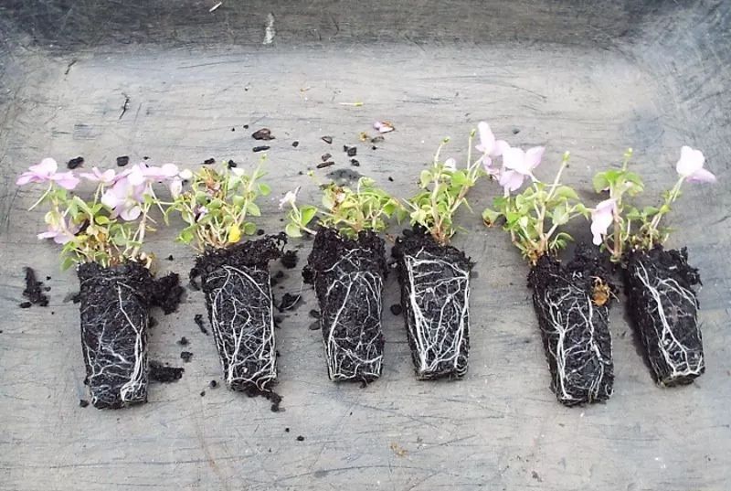 凤仙花修剪到根部要多久,凤仙花根长多大可以土培了