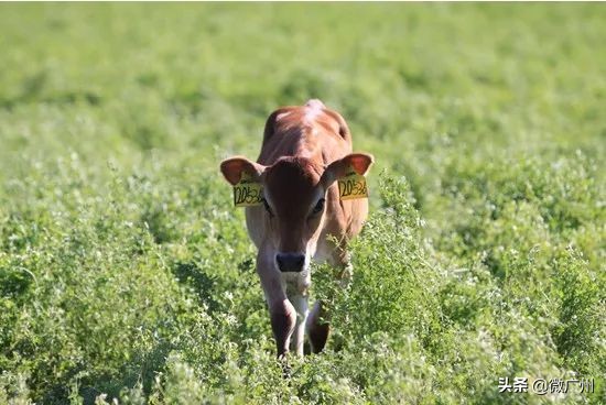 广州市奶牛研究所几点过去买牛奶,广州白云山奶牛研究所