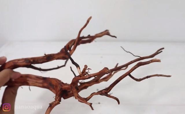 莫斯树到底好不好,莫斯树是什么