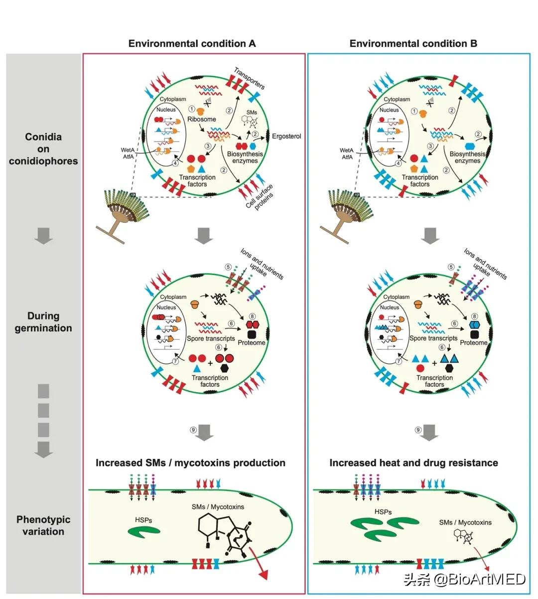 真菌的无性孢子和有性孢子,真菌孢子和霉菌是一回事吗