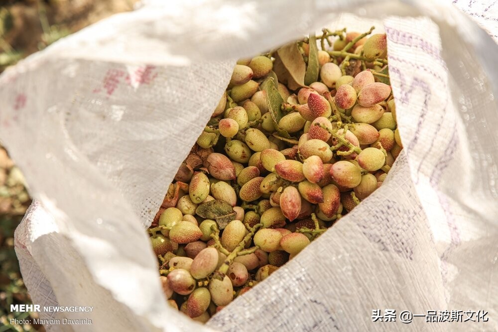 伊朗开心果脆,伊朗特产水果干果