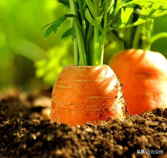 胡萝卜肉质根开裂是什么原因？多与水肥管理有关，提前预防长得好