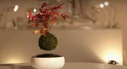 真的不是来搞笑的,樱花妹对小V脸的执着我是真的服!