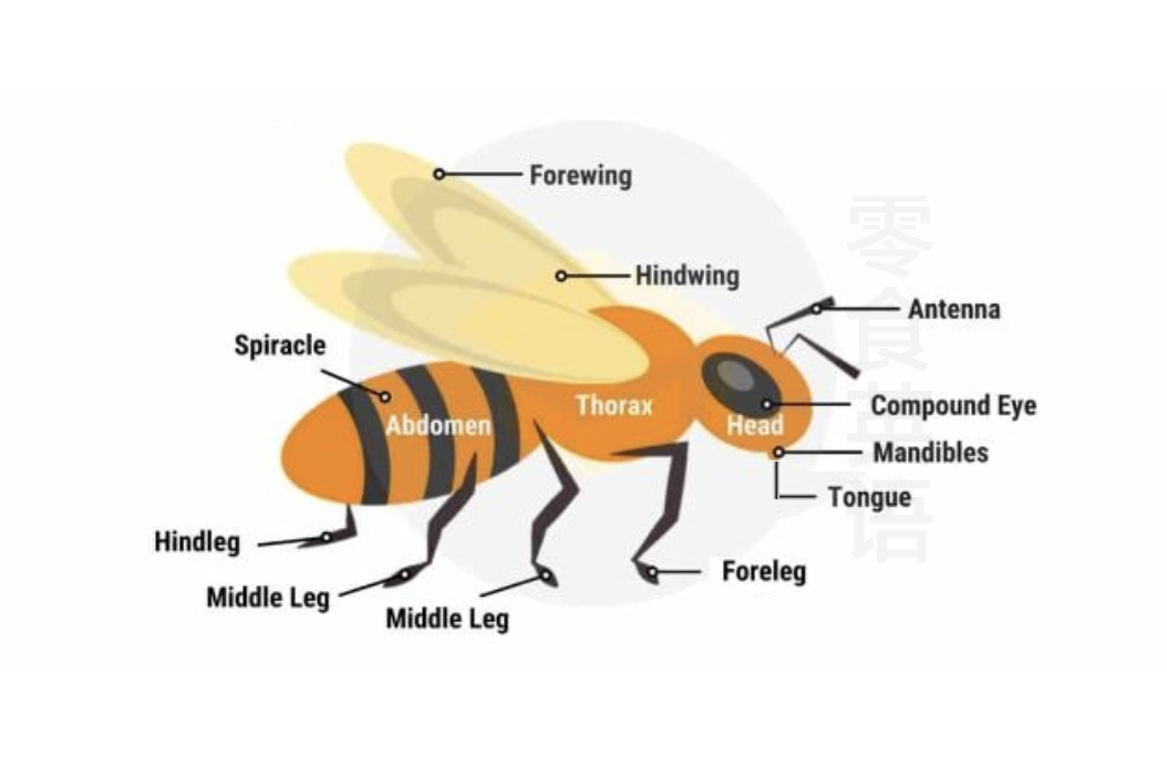 蜜蜂身体部位的英文,蜜蜂的各个部位名称
