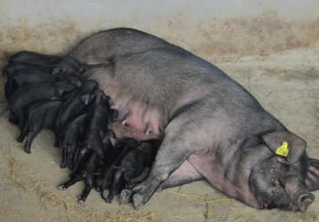 作为我国繁殖力最高、产仔数最高的猪种,太湖猪的优点有哪些