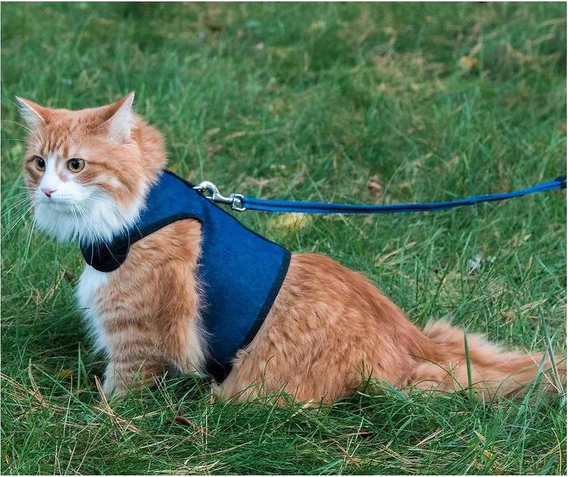 用绳栓猫头抛猫拽猫!还称自己爱猫?求求你做个人吧!