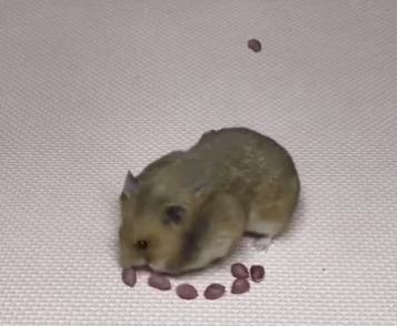 仓鼠生日该怎么准备呢,仓鼠生日应该给他吃什么