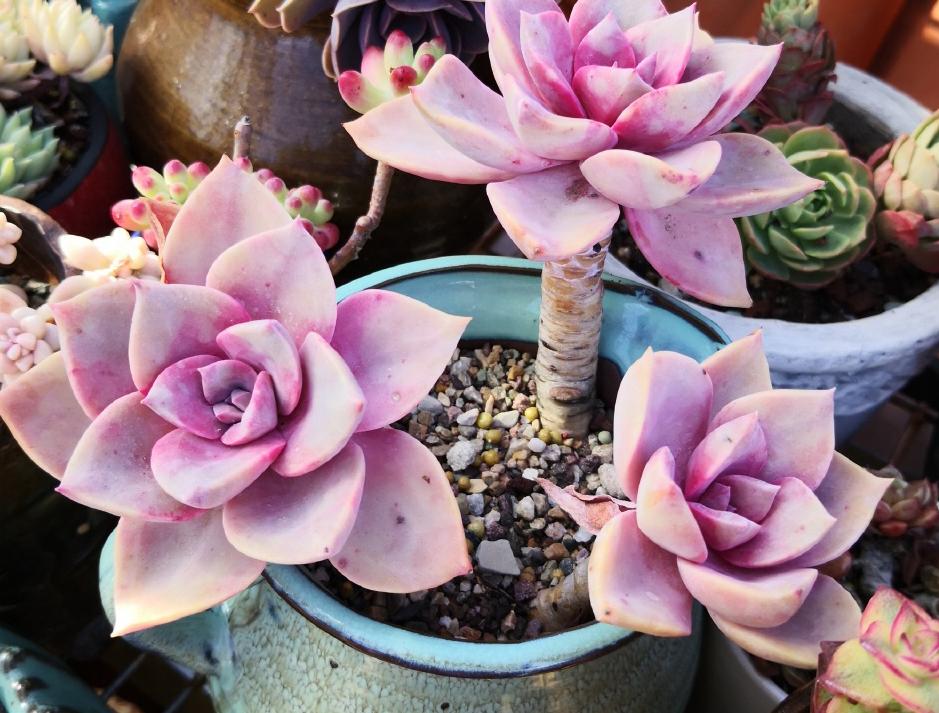 梅雨季，多肉盆栽爱徒长穿裙子、褪色，该怎么办？