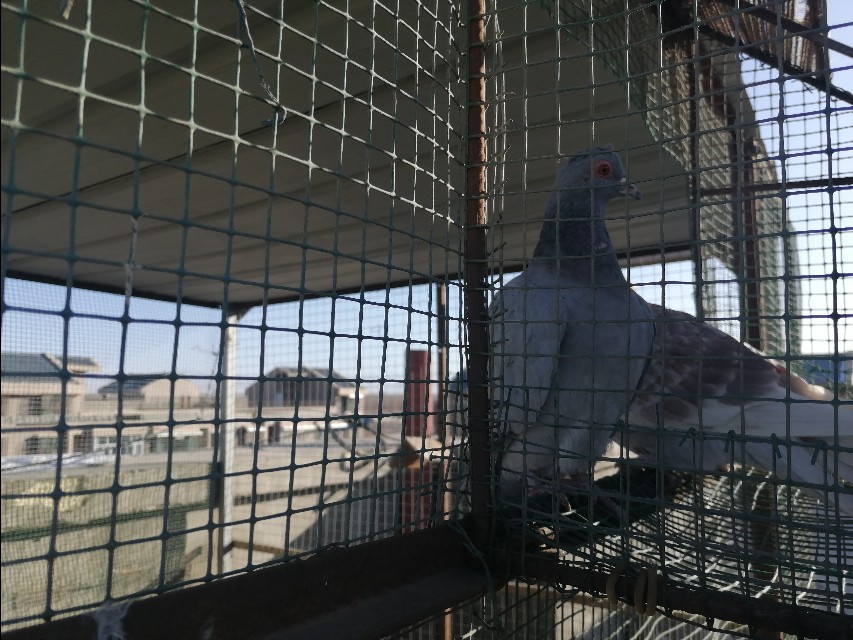 养鸽子能赚钱吗为什么,养鸽子打比赛赚钱吗