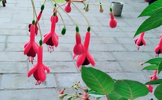 倒挂*钟金**招飞虫?花姐给你说一招,驱虫、养护两不耽误