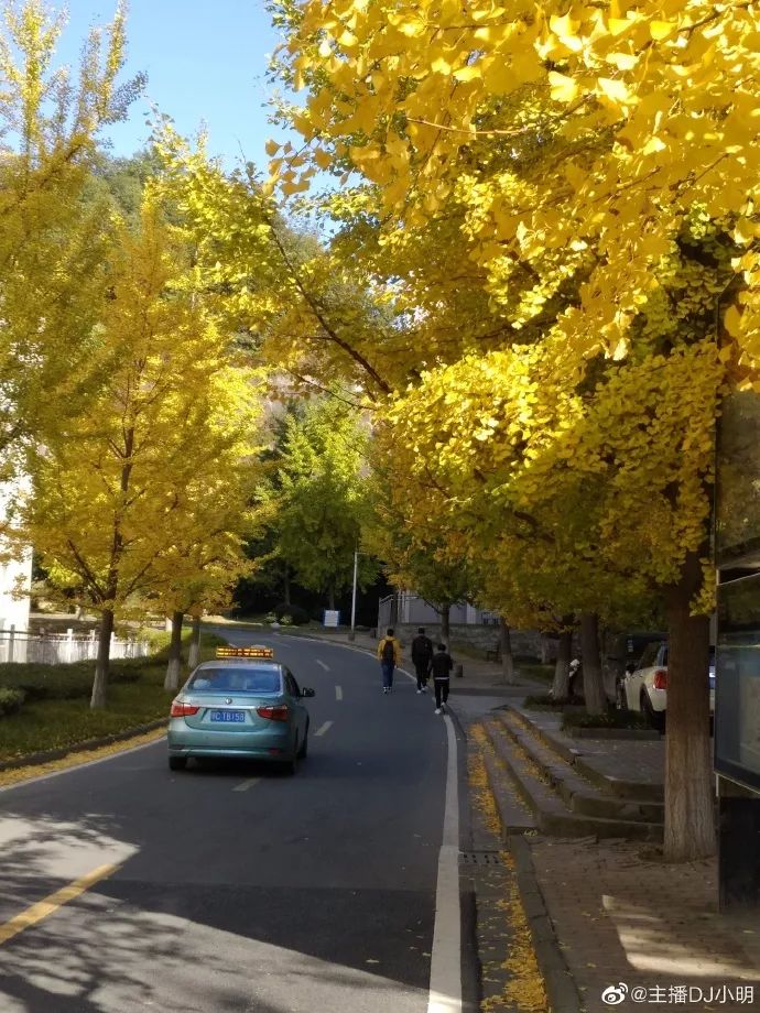 十堰银杏风景区在哪里,十堰银杏景点