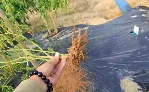 线虫对哪些作物有影响,作物线虫危害