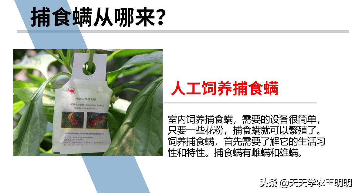 捕食螨除红蜘蛛,捕食螨灭红蜘蛛视频