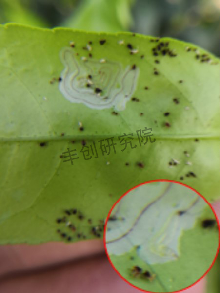 潜叶蛾和红蜘蛛用什么药,潜叶蛾虫害