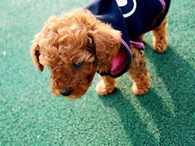 泰迪狗开始长白毛怎么回事,泰迪狗长出白毛怎么回事