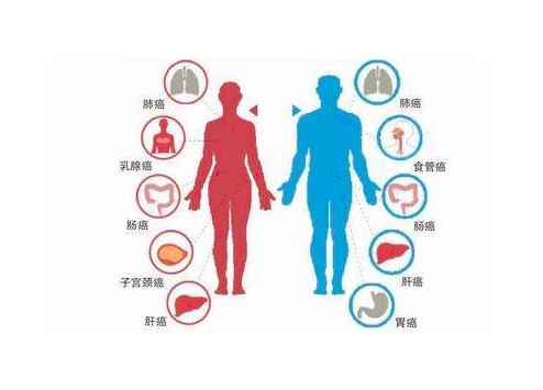 80后科学家预测癌症,两位女性科学家破解了基因锁