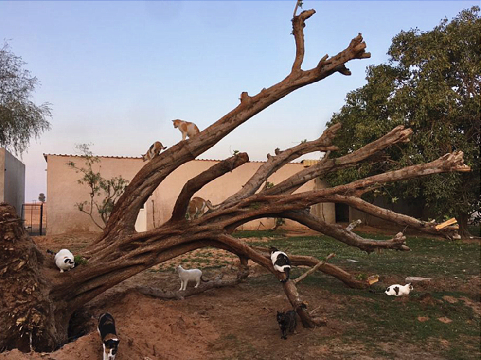 橘猫被铲屎官收养后秒变睡神,流浪橘猫被铲屎官收养后秒变睡神