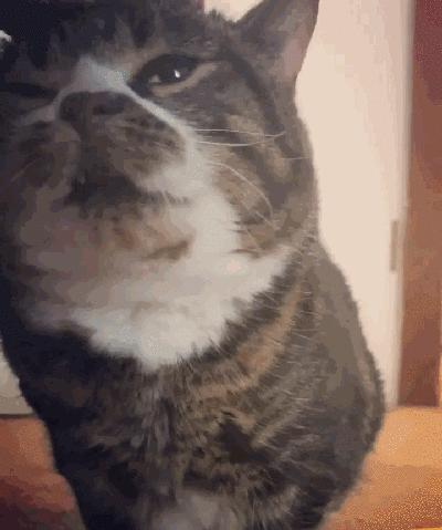 猫兄妹可爱视频,矮脚猫兄妹