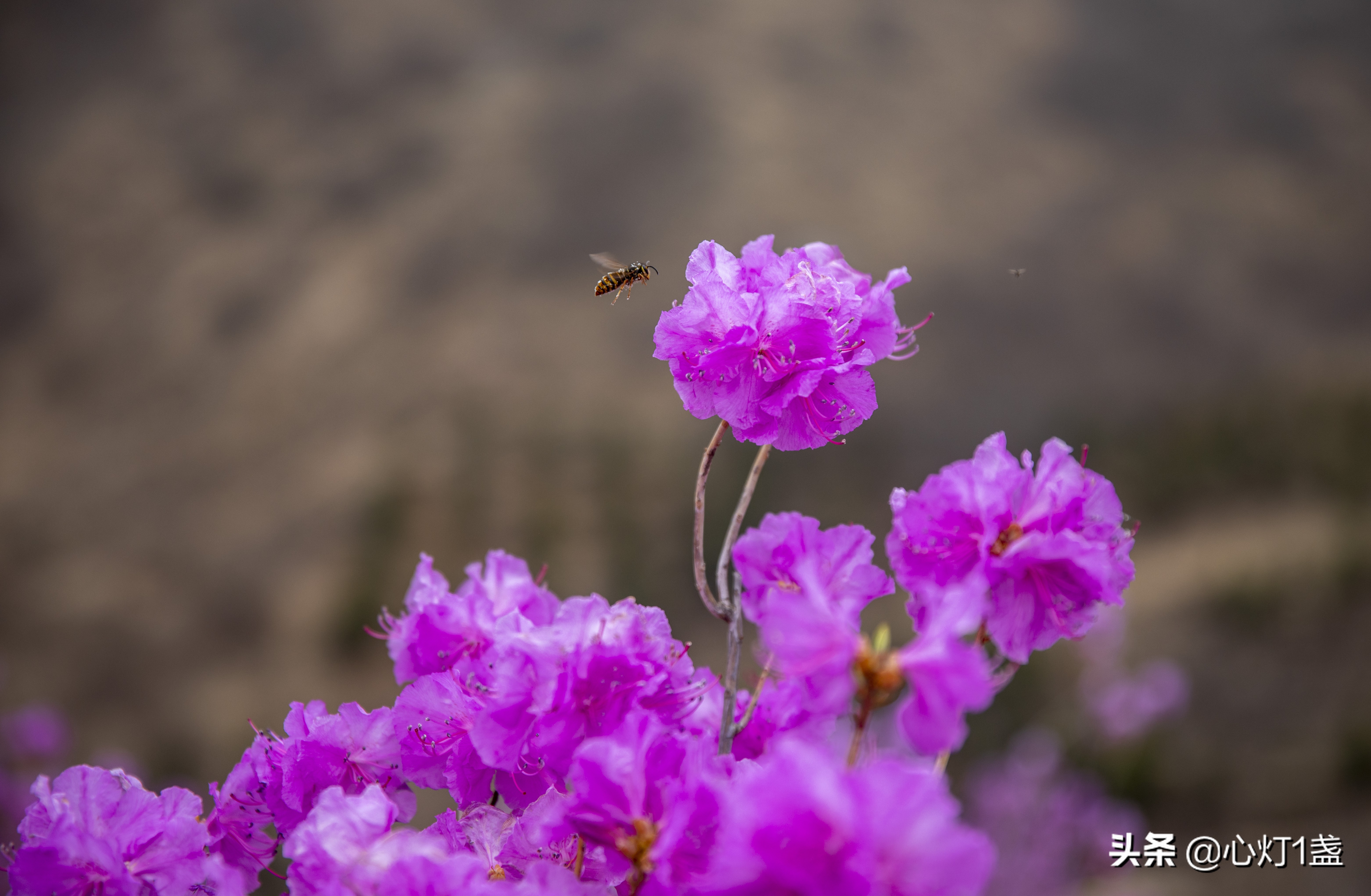 岫岩映山红什么季节开,岫岩映山红花期开多久