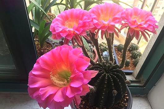 仙人球烂根怎么处理能挽救,如何判断仙人球烂根