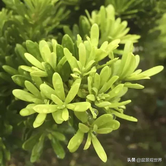 最合适做盆景的罗汉松是什么品种,什么品种的罗汉松盆景最好