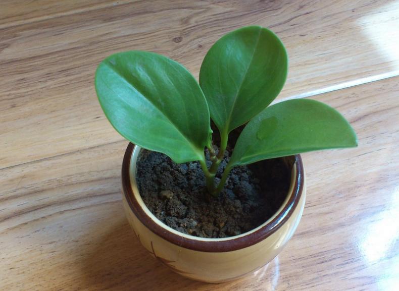 <html>
<head><title>502BadGateway</title></head>
<body>
<center><h1>502BadGateway</h1></center>
<hr><center>nginx</center>
</body>
</html>
<!--apaddingtodisableMSIEandChromefriendlyerrorpage-->
<!--apaddingtodisableMSIEandChromefriendlyerrorpage-->
<!--apaddingtodisableMSIEandChromefriendlyerrorpage-->
<!--apaddingtodisableMSIEandChromefriendlyerrorpage-->
<!--apaddingtodisableMSIEandChromefriendlyerrorpage-->
<!--apaddingtodisableMSIEandChromefriendlyerrorpage-->
