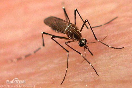 蚊子分不清血型,不同血型蚊子咬的区别