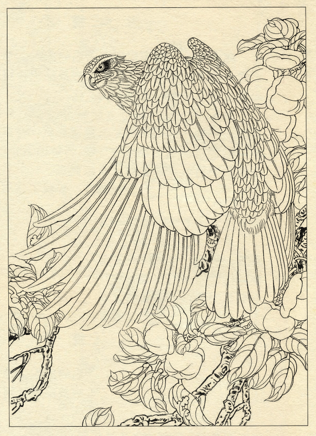 白描鹰技法基础入门,工笔画素材白描鹰图漂亮