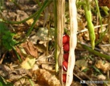 红豆如何高产,红豆高产叶面肥