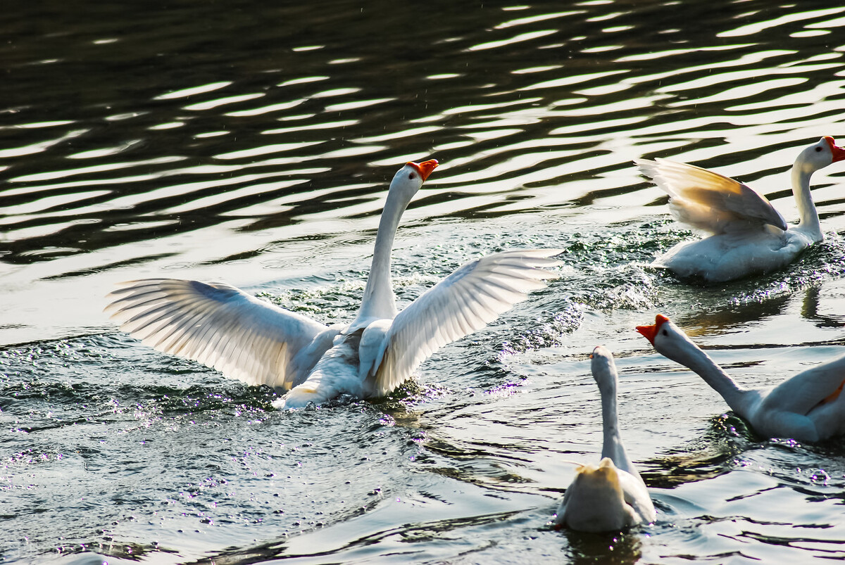赔59万，咬成残疾，被称家禽界流氓！村霸大鹅，为何见谁都硬刚？