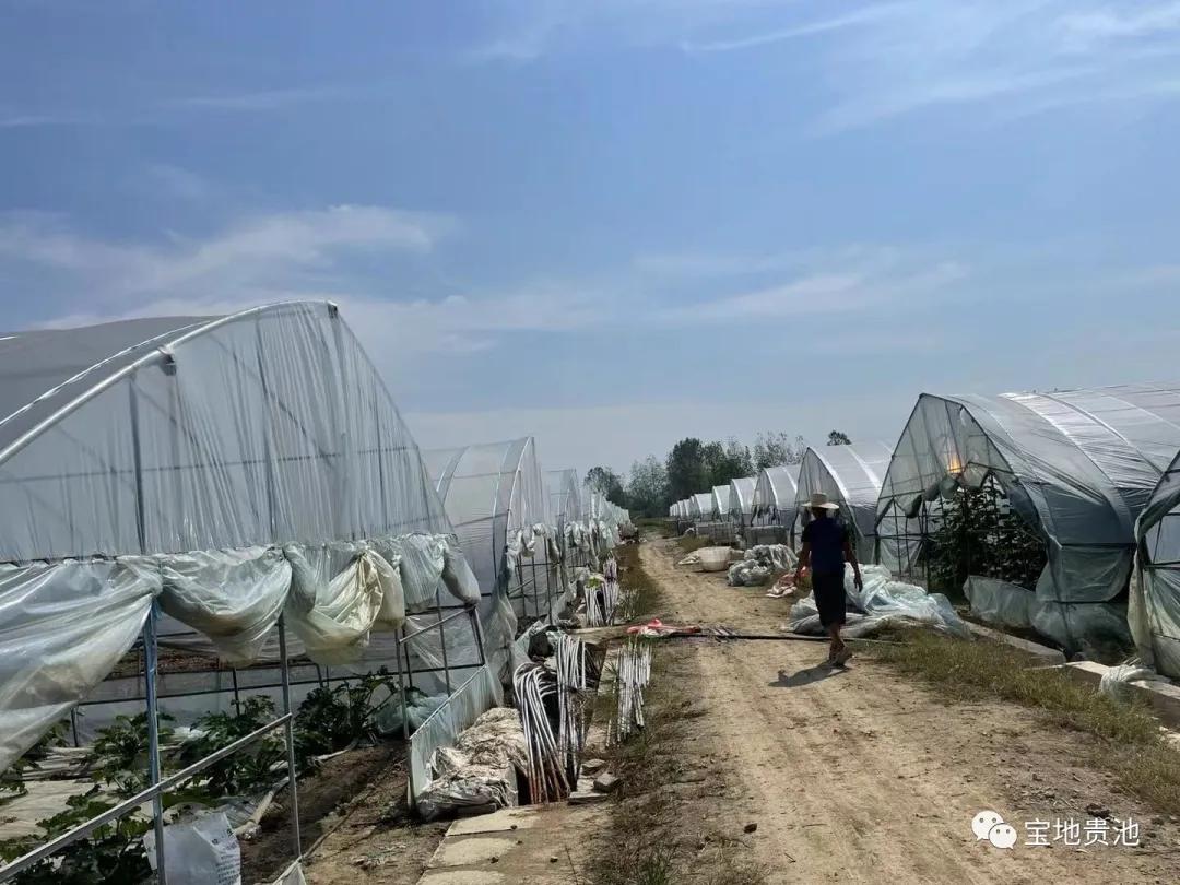 村级集体经济发展经验做法,发展壮大村集体经济思路和想法